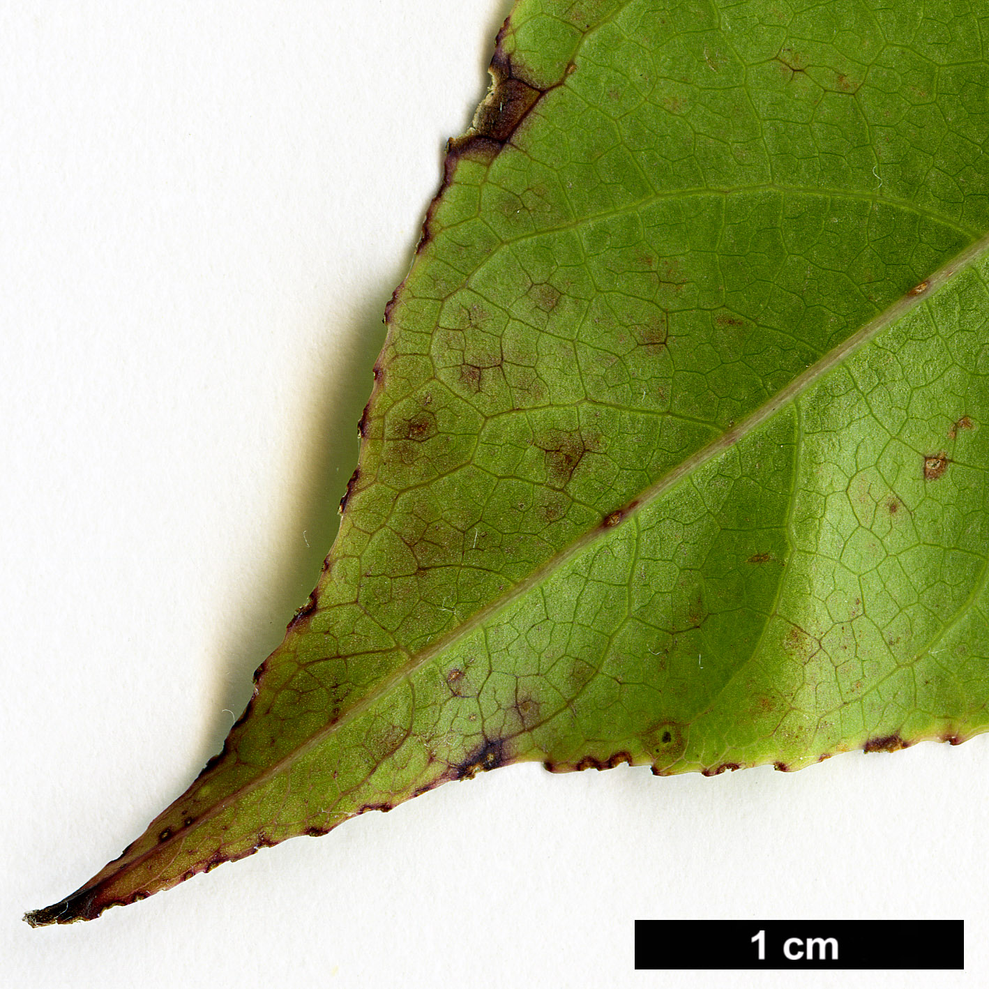 High resolution image: Family: Araliaceae - Genus: Pentapanax - Taxon: longepedunculatus